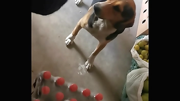 RAPIDIN IN YOUR STORE